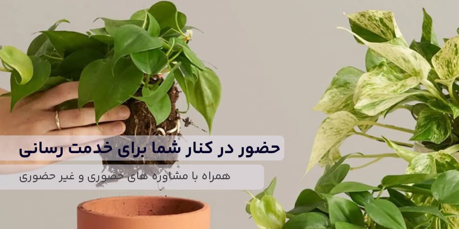 Iranian greenhouse services