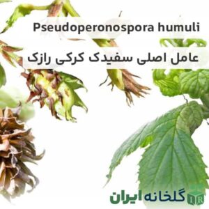 Pseudoperonospora humuli