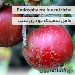 Podosphaera leucotricha و سفیدک پودری سیب