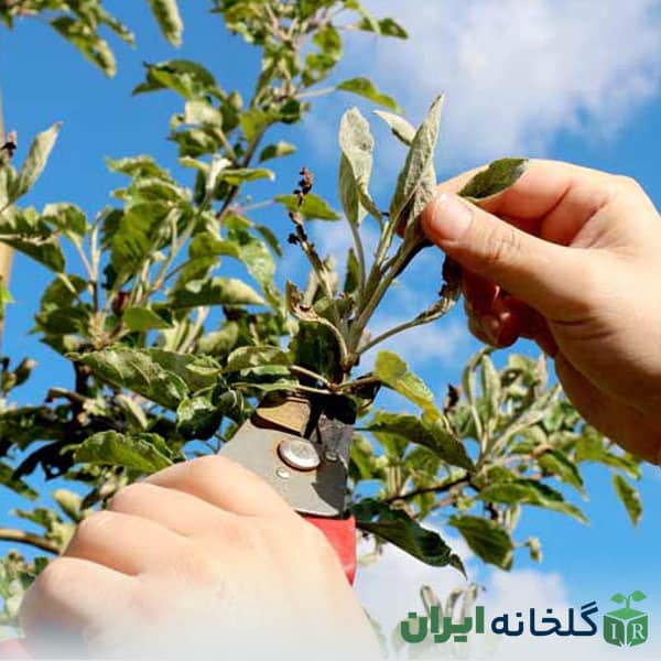 مدیریت و کنترل سفیدک پودری سیب