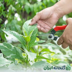 دوره های آموزش باغبانی