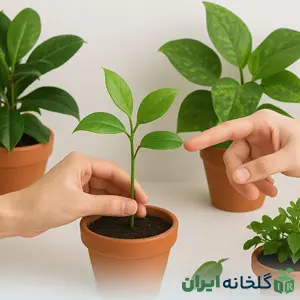 آموزش های نگهداری گیاهان آپارتمانی و گیاه پزشکی