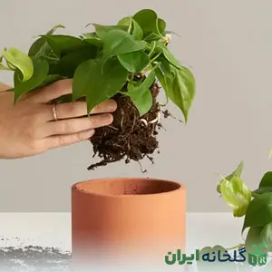 مراقبت و پرستاری گیاهان