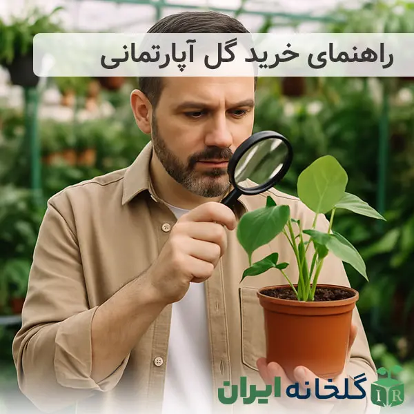 راهنمای خرید گل آپارتمانی