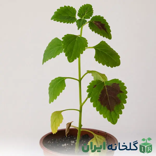 علایم کمبود نور در گیاه آفتاب دوست علایم کمبود نور در گیاه آفتاب دوست