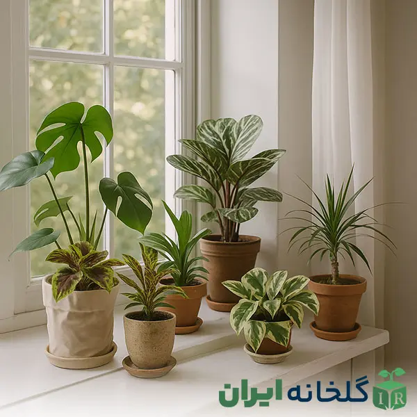 نور پنجره شرقی برای گیاهان نور پنجره شرقی برای گیاهان