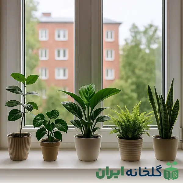 نور پنجره شمالی برای گیاهان نور پنجره شمالی برای گیاهان