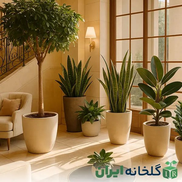 گیاهان مناسب محل کار و لابی گیاهان مناسب محل کار و لابی