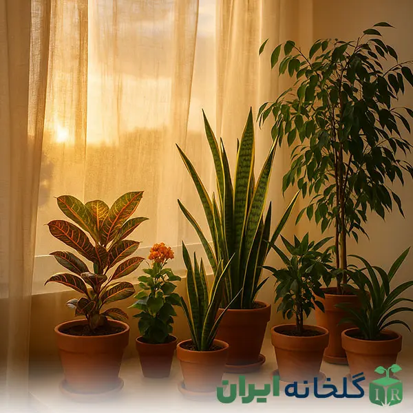 نور پنجره غربی برای گیاهان نور پنجره غربی برای گیاهان