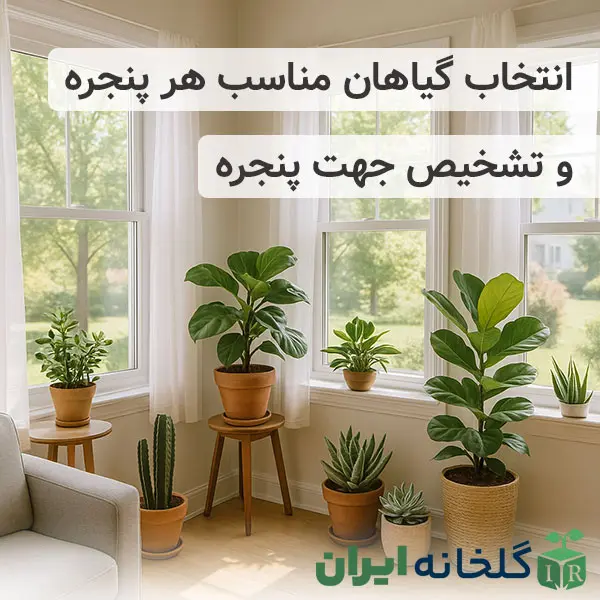 بررسی نور پنجره ها برای گیاهان اپارتمانی