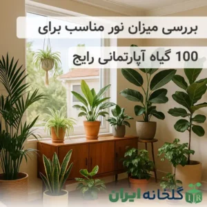 نور مناسب گیاهان آپارتمانی