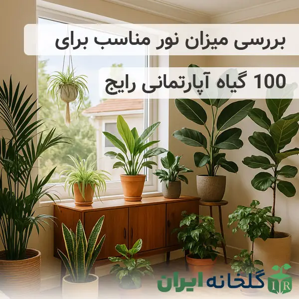 نور مناسب گیاهان آپارتمانی