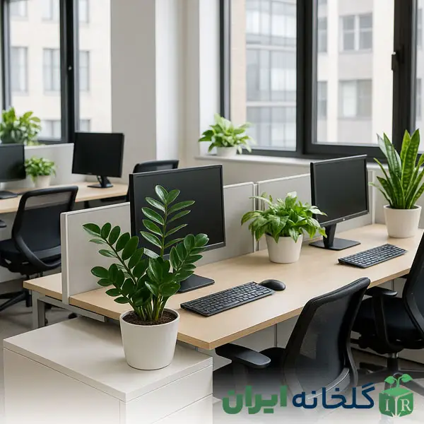 نور مناسب گیاهان سایه دوست نور مناسب گیاهان سایه دوست