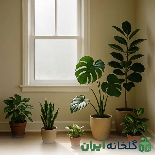 چه گیاهی مناسب خانه من است؟ چه گیاهی مناسب خانه من است؟