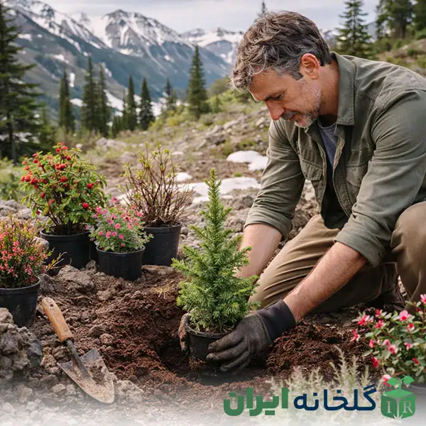 گیاه برای اقلیم سرد و کوهستانی گیاه برای اقلیم سرد و کوهستانی
