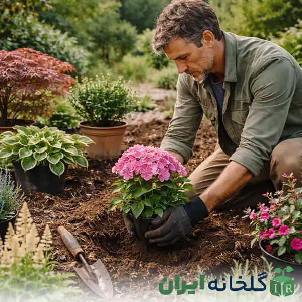 گیاه برای اقلیم معتدل و مرطوب شمال گیاه برای اقلیم معتدل و مرطوب شمال