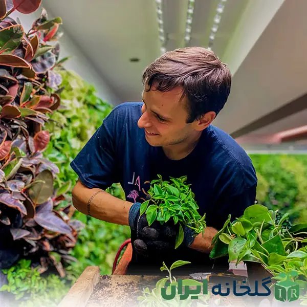 خدمات طراحی و اجرای دیوار سبز خدمات طراحی و اجرای دیوار سبز