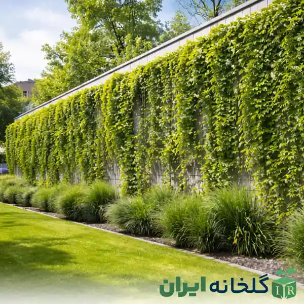 گرین فساد یا نمای سبز چیست گرین فساد یا نمای سبز چیست