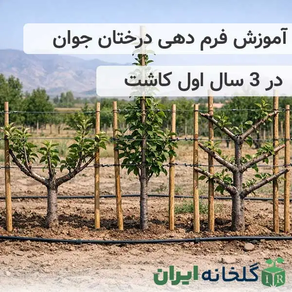 فرم دهی نهال جوان تا سه سالگی