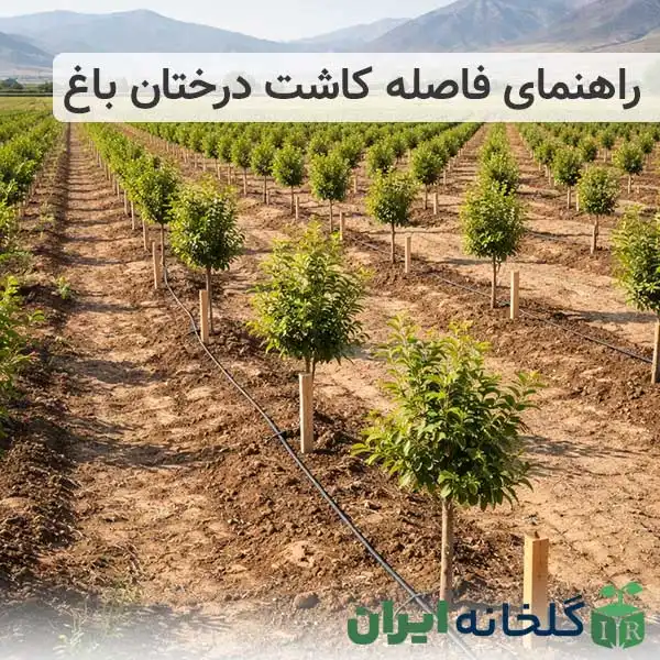 راهنمای فاصله کاشت درختان میوه در باغ