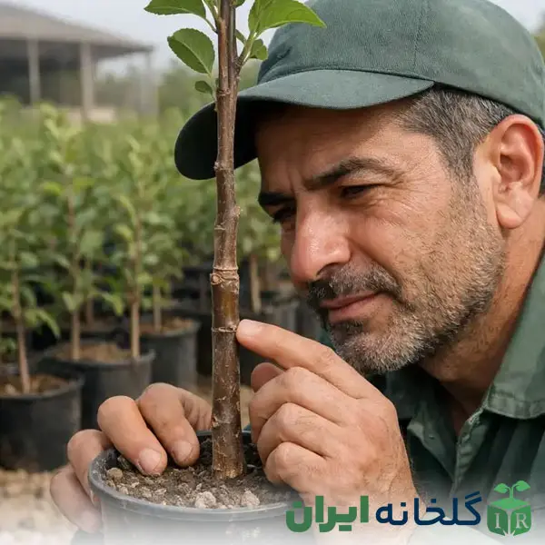 توجه به محل پیوندک در خرید نهال سالم توجه به محل پیوندک در خرید نهال سالم