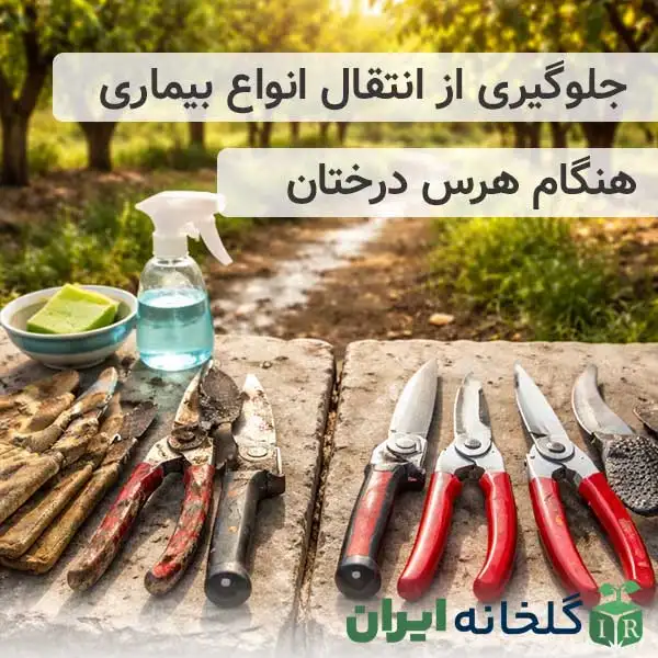 جلوگیری از انتقال بیماری در زمان هرس درختان