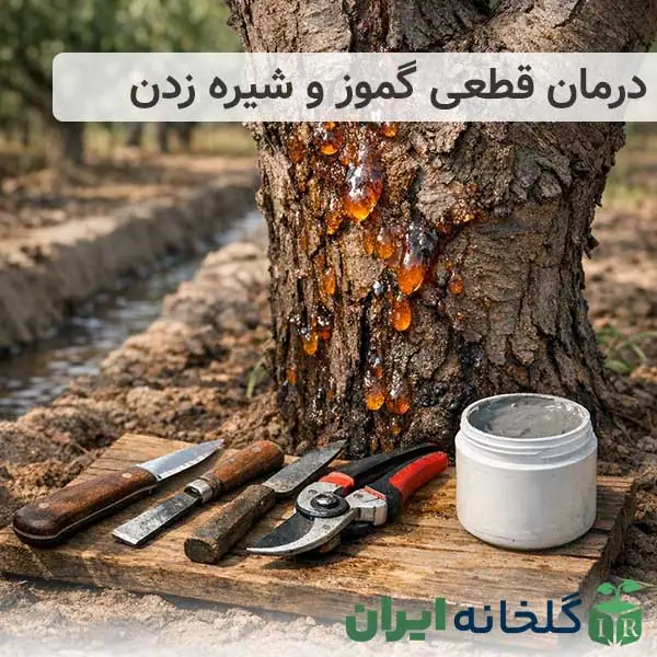 درمان گموز و درمان شیره زدن درخت