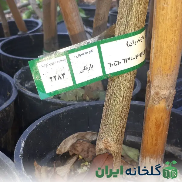 انتخاب نهال لیبل دار انتخاب نهال لیبل دار