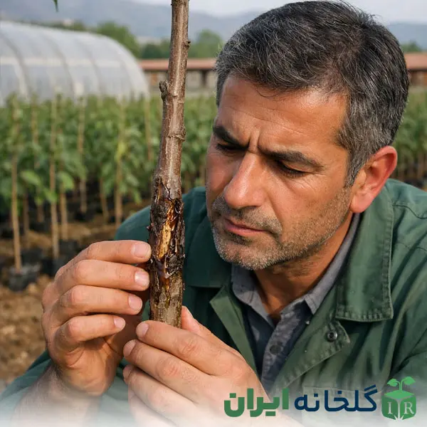 وجود ترک و شیره زدگی در نهال وجود ترک و شیره زدگی در نهال