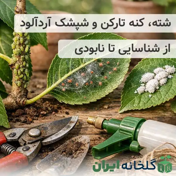 راه های مبارزه با شته و کنه تارکن و شپشک آردآلود