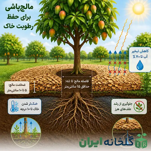 مالچ پاشی پای درختان مالچ پاشی پای درختان
