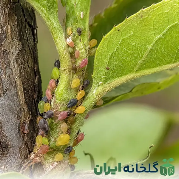 تشخیص آفات شته روی گیاهان تشخیص آفات شته روی گیاهان