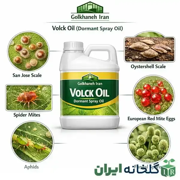 کاربردهای روغن ولک