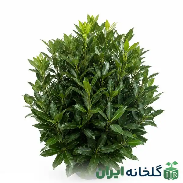 گیاهان همیشه سبز و مقاوم برگ بو برای ویلا و باغچه گیاهان همیشه سبز و مقاوم برگ بو برای ویلا و باغچه