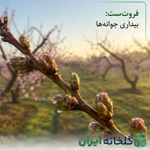 محلول پاشی با فروت ست محلول پاشی با فروت ست
