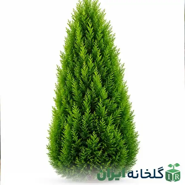 درخت همیشه سبز سرو خمره ای درخت همیشه سبز سرو خمره ای