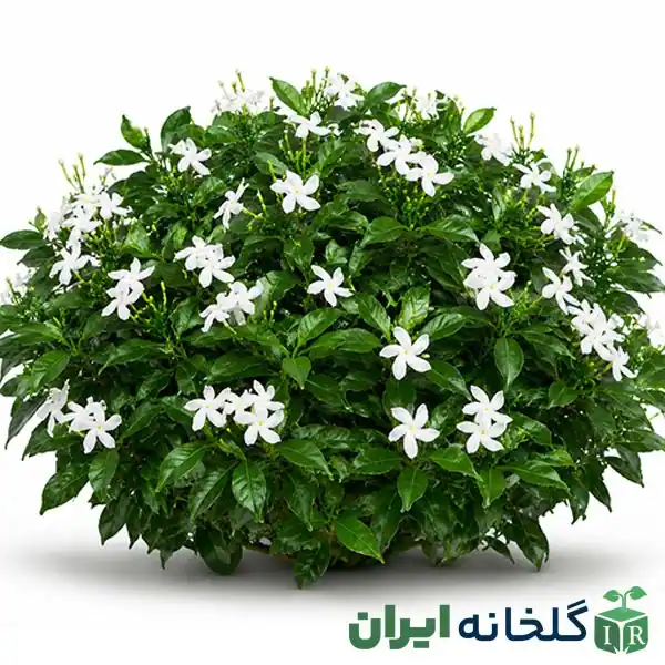 گیاه همیشه سبز یاس هلندی گیاه همیشه سبز یاس هلندی