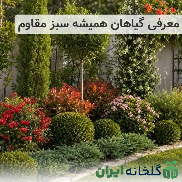 گیاهان همیشه سبز و مقاوم
