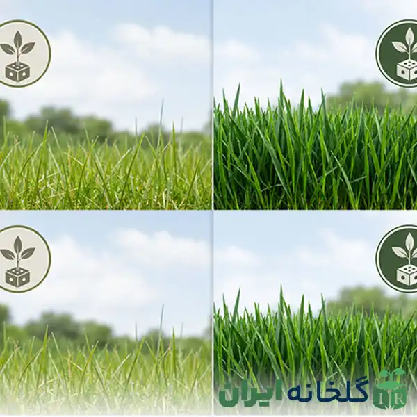 تغذیه و کوددهی چمن