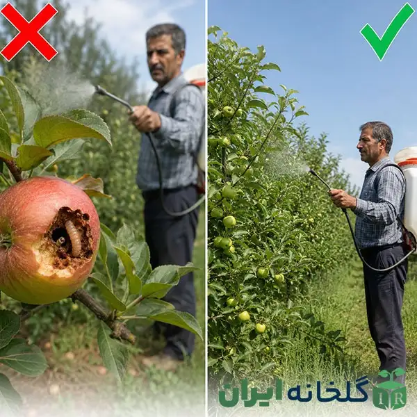 مبارزه با کرم سیب در بهار مبارزه با کرم سیب در بهار