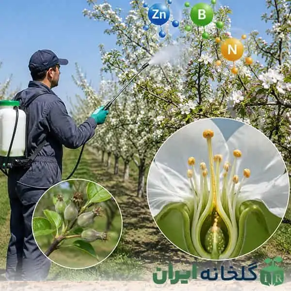 محلول پاشی فروت ست در باغبانی بهاره محلول پاشی فروت ست در باغبانی بهاره
