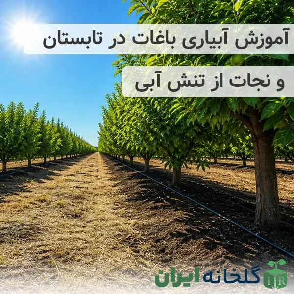 آموزش آبیاری باغ در تابستان