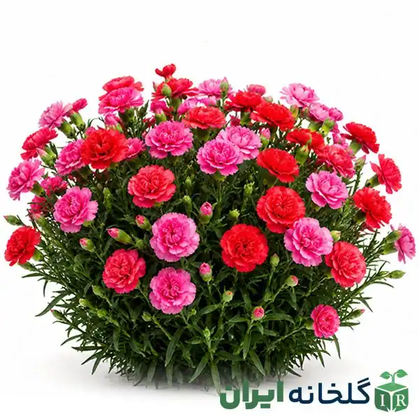 گیاه همیشه سبز میخک هندی گیاه همیشه سبز میخک هندی