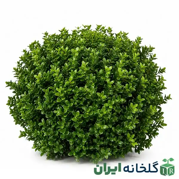 درخت همیشه سبز شمشاد ژاپنی درخت همیشه سبز شمشاد ژاپنی