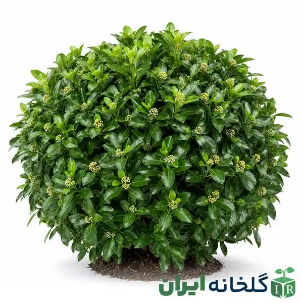 درختچه کامیس درختچه کامیس