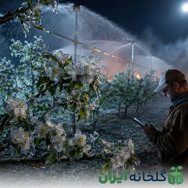 مدیریت خطر سرمازدگی بهاره در فروردین مدیریت خطر سرمازدگی بهاره در فروردین