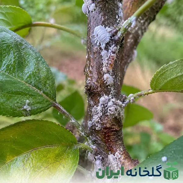 تشخیص آفات شپشک آردآلو.د و نحوه درمان تشخیص آفات شپشک آردآلو.د و نحوه درمان