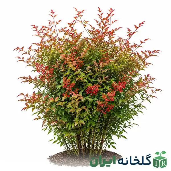 بامبوی مقدس یاناندینا مقاوم و همیشه سبز بامبوی مقدس یاناندینا مقاوم و همیشه سبز