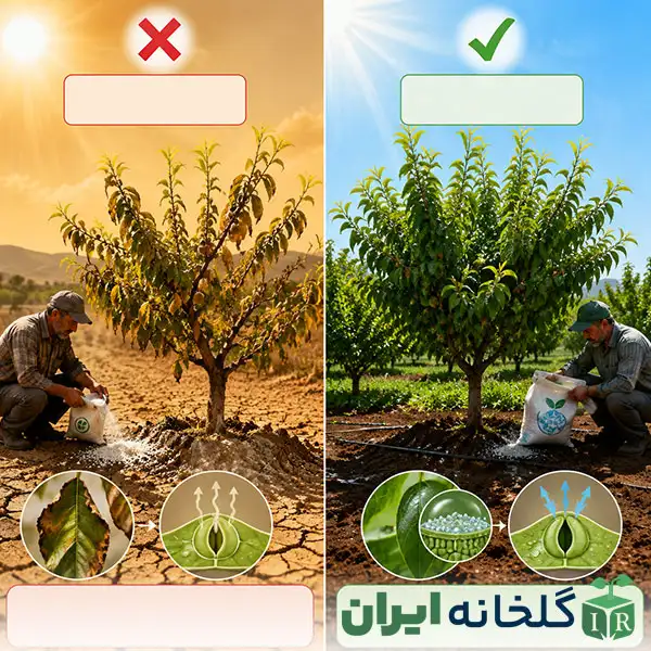 تغذیه درختان در تابستان تغذیه درختان در تابستان