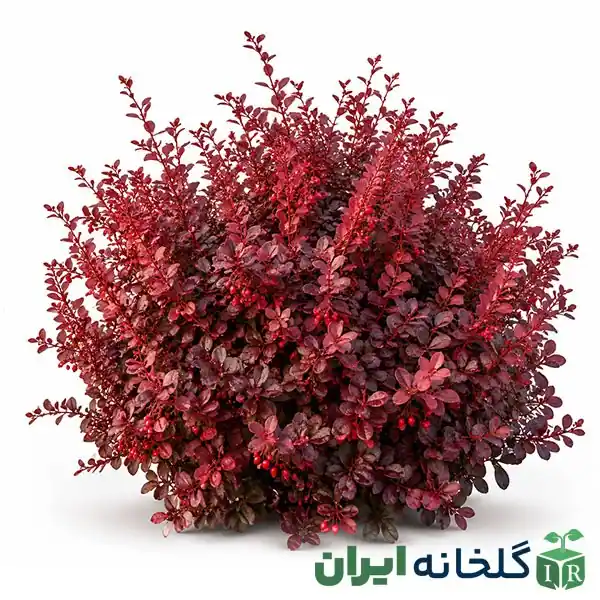 گیاه همیشه سبز و مقاوم زرشک زینتی گیاه همیشه سبز و مقاوم زرشک زینتی